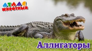 Аллигаторы Атлас животных.mp4