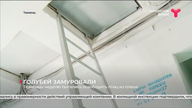 Голубей замуровали | Тюмень смотреть онлайн