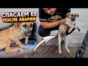 Щенка ВЫКИНУЛИ на улицу и через 2 часа ее СБИЛА машина