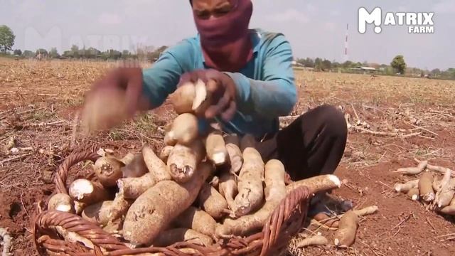 Cassava Cultivation Farming And Harvesting - Cassava Agriculture Technology - Cassava Processing ▶7 смотреть онлайн