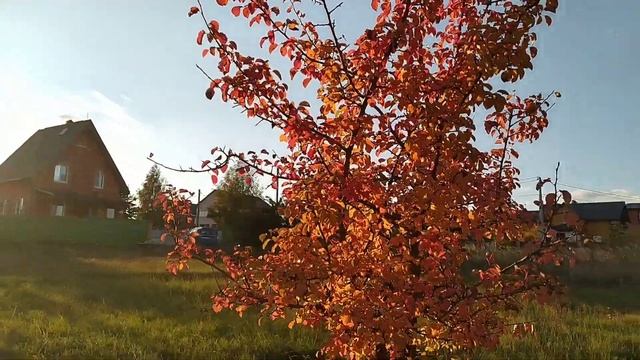 Осенняя пора, очей очарованье... Вышла на прогулку. Любуемся осенним пейзажем. смотреть онлайн