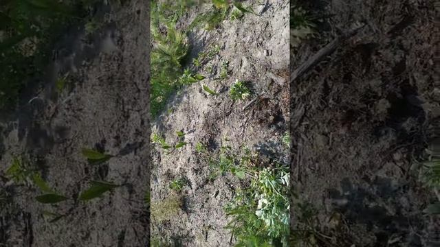 #КЛАД ЗОЛОТА! ЛЕСНЫЕ НАХОДКИ 2019 ГОДА! В ПОИСКАХ КЛАДА И ЗОЛОТА ОТ ВИКЛИНГА! смотреть онлайн