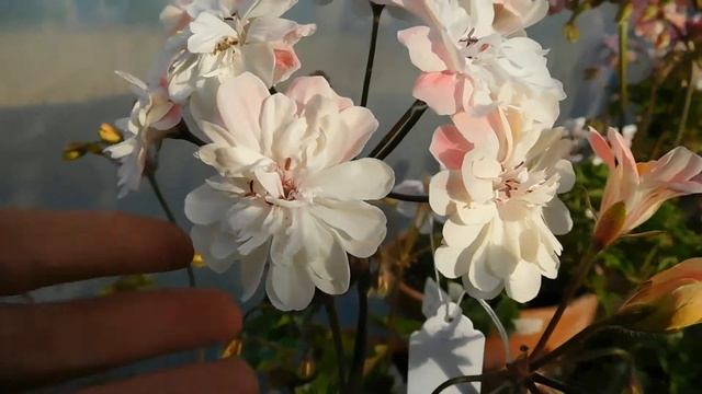 Zonartic 'Lara Marjorie' in flower смотреть онлайн
