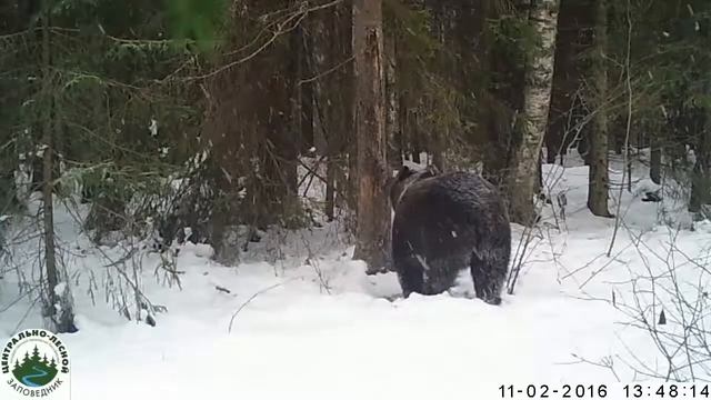 Бурый медведь уходит в берлогу смотреть онлайн