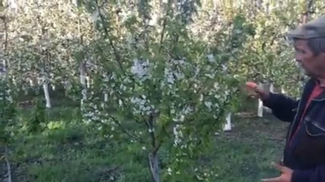 Черешня на подвое ВСЛ-2 сорт Техлован