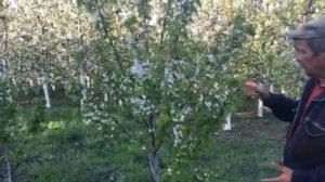 Черешня на подвое ВСЛ-2 сорт Техлован