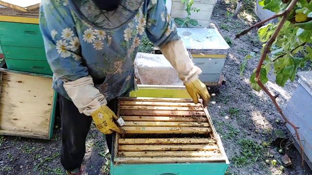 Печальная картина на пасеке, Пчеловодство смотреть онлайн