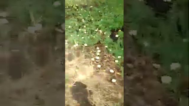 СтройКамера