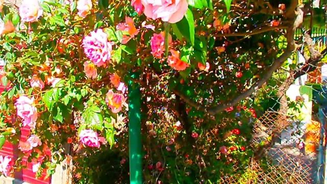 Цветы вьющиеся розы. Так украшают жители Лазаревского свои дома. смотреть онлайн