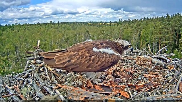 (29.05.2022) Скопа Марко и Миина. Первенец - Osprey Marko and Miina.The firstborn (Estonia) смотреть онлайн