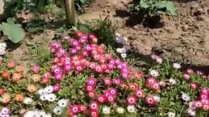 ГАЗАНИЯ ПРИЩИПКА КУСТИКА КАК ПРАВИЛЬНО. УХОД И ВЫРАЩИВАНИЕ. газания как сажать.mp4