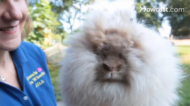 Which Rabbit Breeds Make the Best Pets? | Small Pets смотреть онлайн