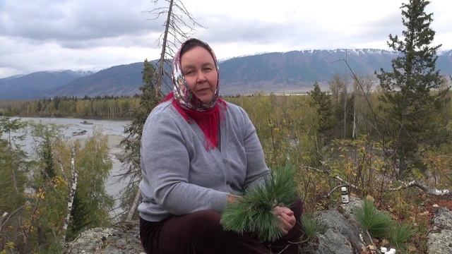 ОТЛИЧИЕ КЕДРА от СОСНЫ || Эфирные масла ООО ИПК "АБИС" смотреть онлайн