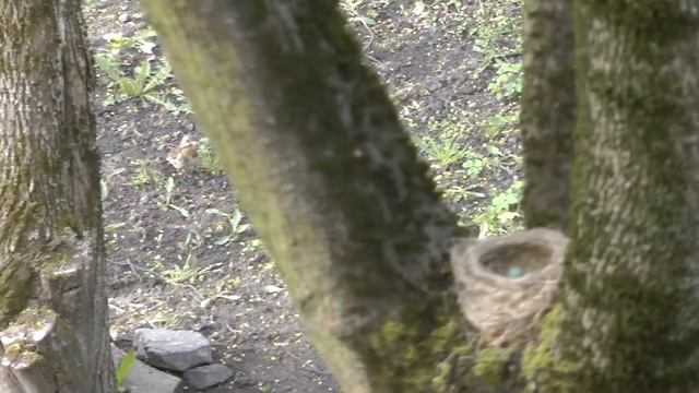 Дрозд рябинник свил гнездо смотреть онлайн