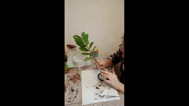 Умирающий замиокулькас. Спасти его- моя работа.