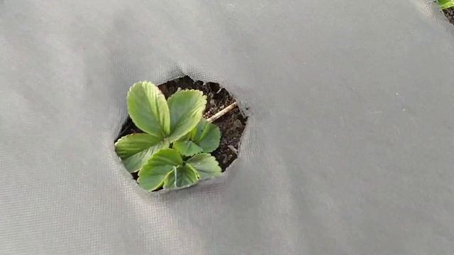 Почистили кусты клубники и обработали от болезней смотреть онлайн