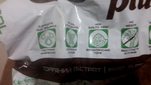 Личи. Личи из косточки. Как вырастить личи дома. Личи в квартире.