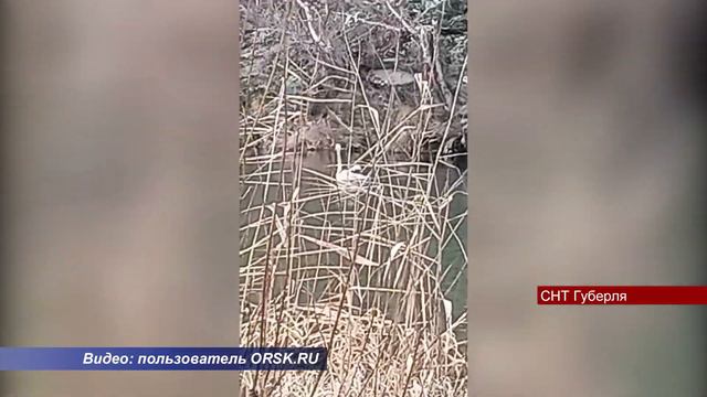 07122023 В районе СНТ Губерля на реке замерзает белый лебедь со сломанным крылом смотреть онлайн