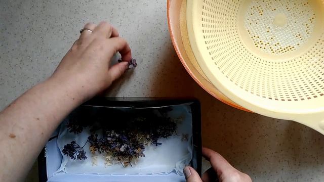 DIY/Как засушить сирень, что бы она осталась объемной. Сушим в книге незабудке, папоротник, траву смотреть онлайн
