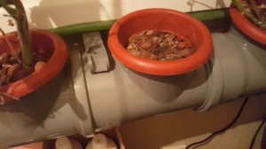 Гидропоника, гидропонная установка дома своими руками