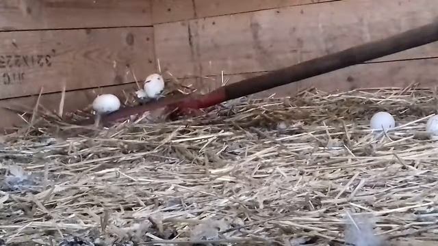 Куда несутся куры смотреть онлайн