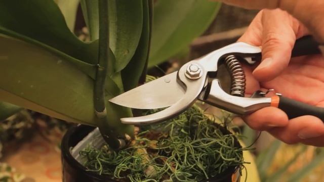 Where to Cut an Orchid Plant : Orchid Care & More смотреть онлайн