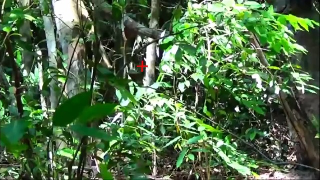 Охота с PCP пневматикой 5.5 мм. смотреть онлайн