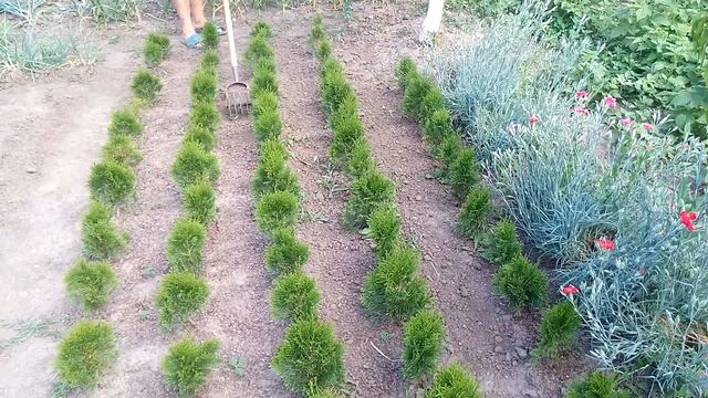 Ручной культиватор в работе. смотреть онлайн