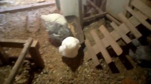 Кто больше ест : утка? , курица ? или гусь ?