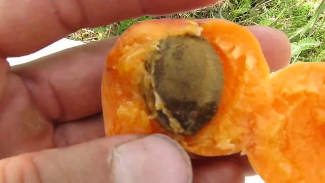 Абрикос Петропавловский (Петровский)