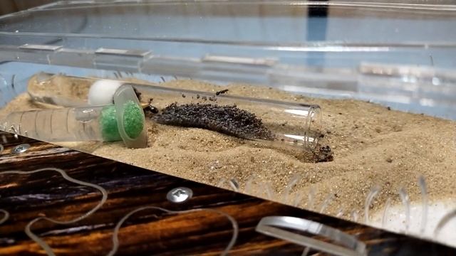 Переселение муравьёв из пробирки в формикарий смотреть онлайн