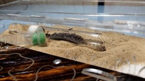 Переселение муравьёв из пробирки в формикарий