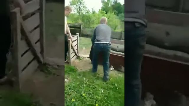 Как загонять свиней? смотреть онлайн