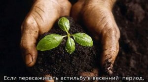 Когда пересаживать астильбу