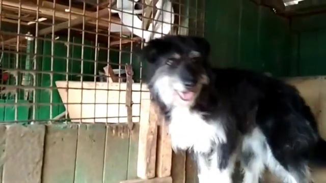 Какая необыкновенная бородулька живет в приюте смотреть онлайн
