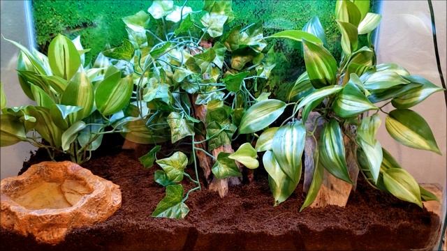 HOW TO SET UP A GREEN ANOLE ENCLOSURE *STEP BY STEP* смотреть онлайн