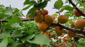 Новейший сорт абрикоса для Сибири - Подарок.