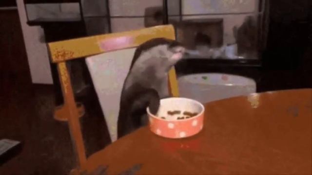 Выдра кушает (otter) смотреть онлайн