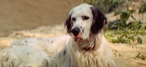 Белый Бим чёрное ухо