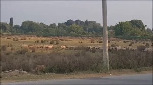 Kizilot