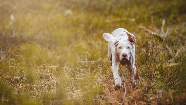 What is the Weimaraner's typical energy level? смотреть онлайн