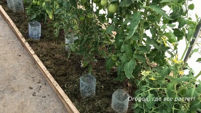 512  Полив растений через бутылки прямо к корням