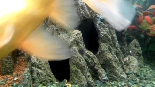 Запуск аквариума Juwel 180. Новоселье. смотреть онлайн