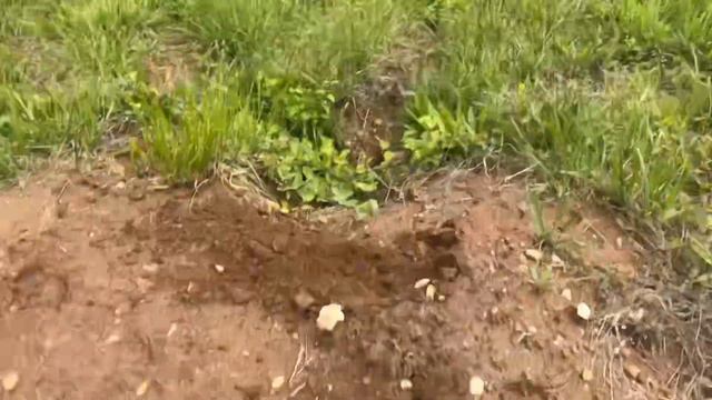 Weed Free Pastures and Lawns Without Chemicals смотреть онлайн