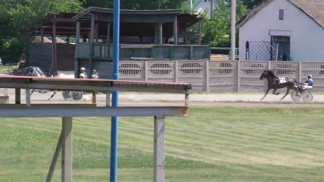 7.07.2023г. Абакан Групповой заезд для Лошадей Орловской Рысистой  породы  2-х лет 1600м