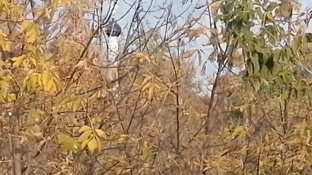 Я оптимист (перезимуем) как прекрасна жизнь Автор и исполнитель Олег Сапегин смотреть онлайн