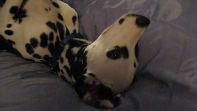 Blue Chillin' In Bed