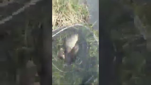 пруд Сухой 2 Пензенская обл 3 смотреть онлайн