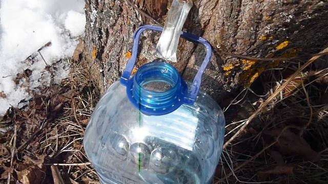 Второй день сбора кленового сока смотреть онлайн