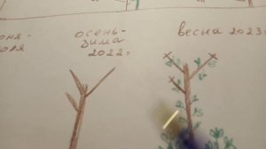 Малина Таруса!!! Защита данного сорта, пошаговая схема формировки. ??